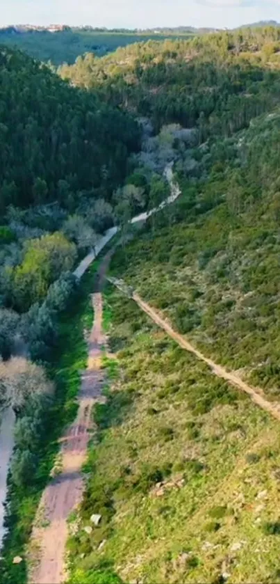 Aerial view of a serene green forest pathway.