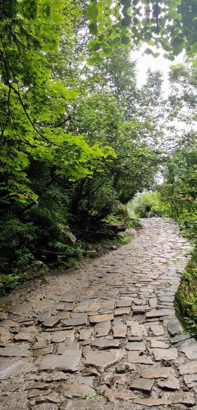 Stone pathway through lush green forest under shimmering light.