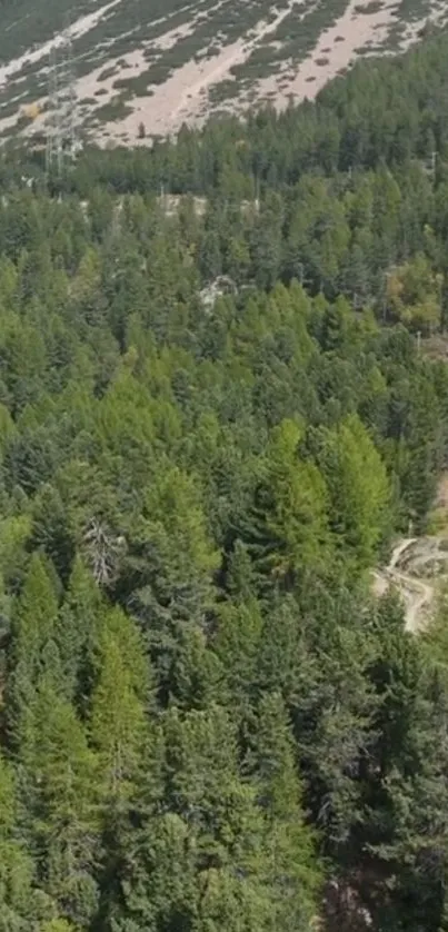 Forest landscape with railway track winding through lush green trees.