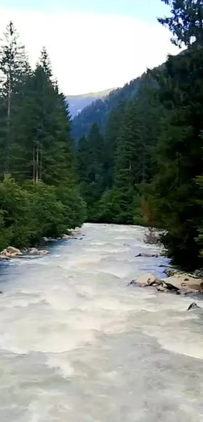 River flowing through a lush forest with towering trees and serene surroundings.