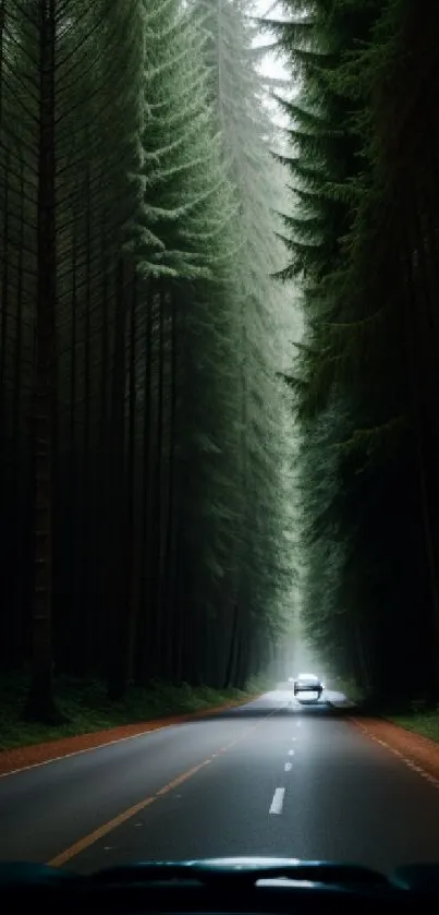 A car drives through a lush forest on a scenic road, viewed from inside another vehicle.