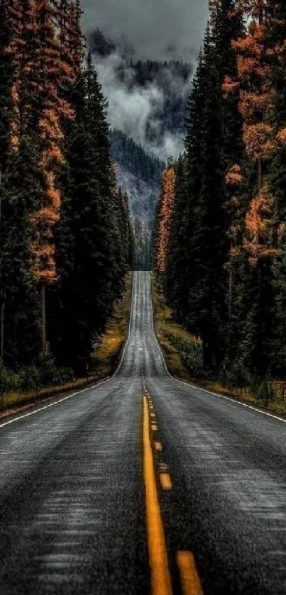 Misty forest road with towering trees in autumn colors and serene scenery.