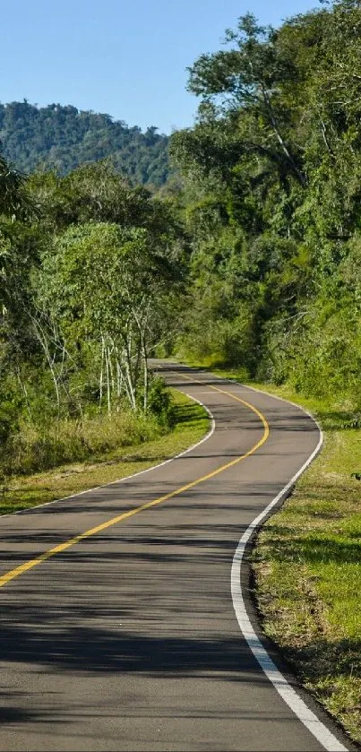 Winding road through lush green forest under a clear blue sky.