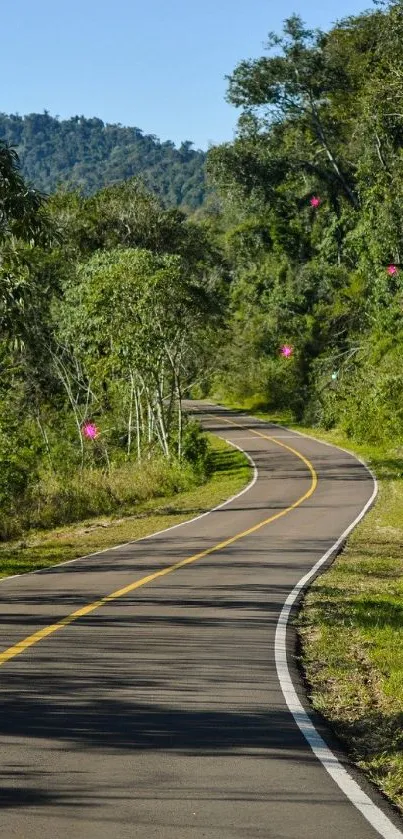 A winding road through lush green forest with a clear blue sky.