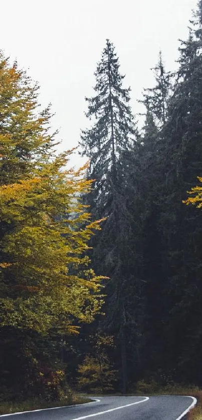 Scenic wallpaper of a forest road lined with autumn trees.