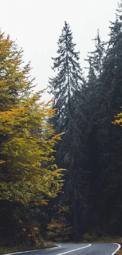 Autumn forest road winding through vibrant fall foliage.
