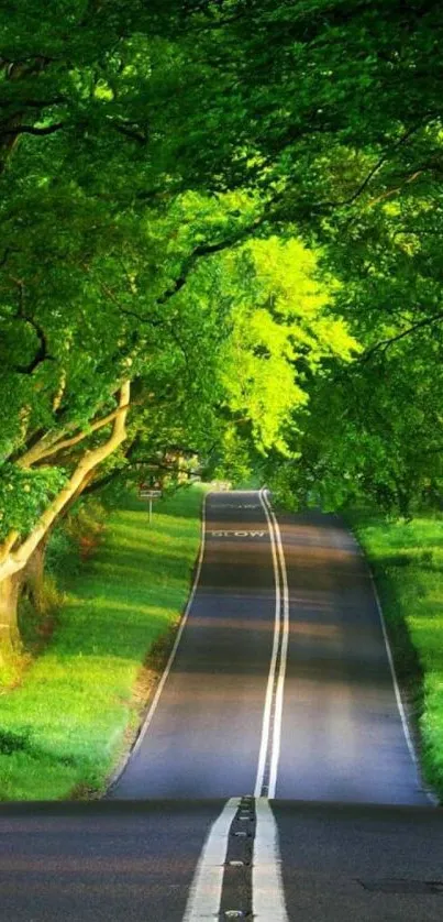 Scenic road through lush green forest with sunlight filtering through leaves.