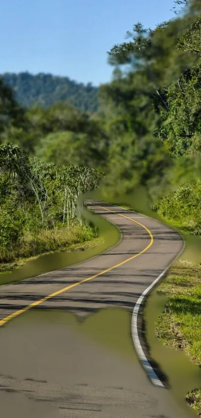 Winding road through lush green forest scenery.