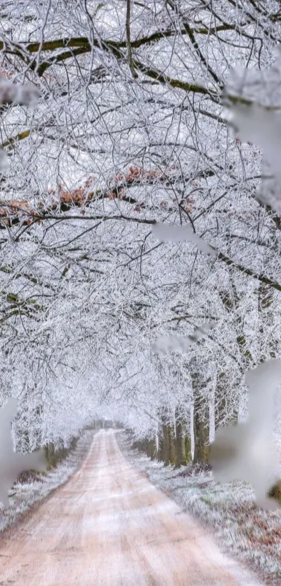 Snowy path with frosted trees in a serene winter landscape.