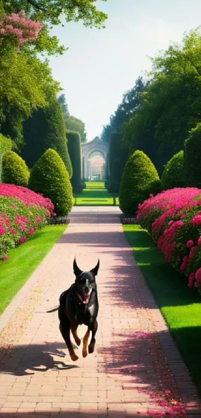 Doberman runs along scenic garden path with vibrant flowers and towering greenery.