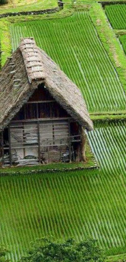 A traditional farmhouse surrounded by lush green rice fields.