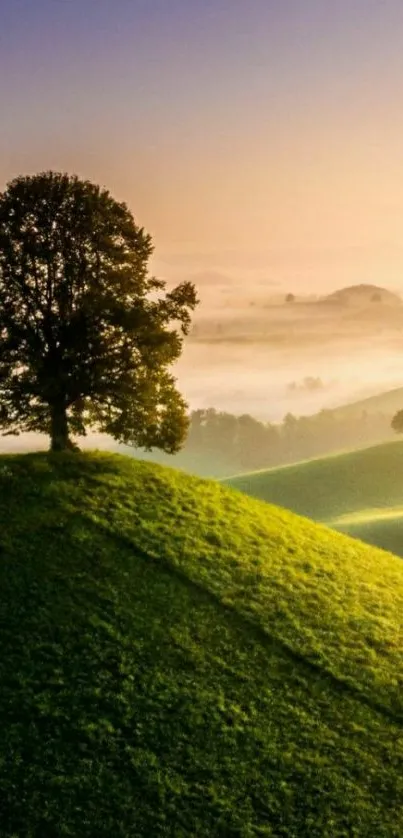 Lone tree on lush green hill under sunrise sky.