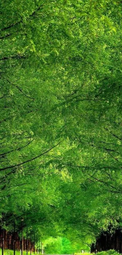 Vibrant green road with lush tree canopy, perfect nature wallpaper.