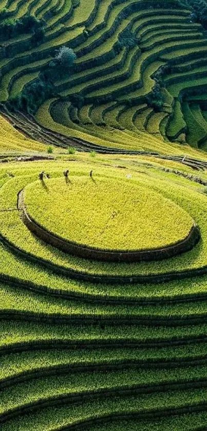 Stunning green terraced fields in a serene landscape pattern wallpaper.