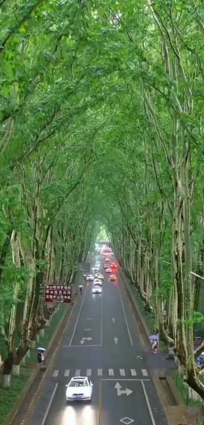 A scenic road lined with lush green trees forming a natural tunnel.