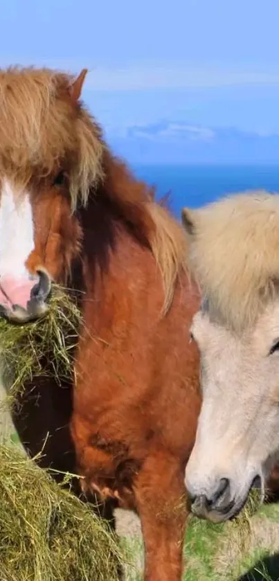 Two horses grazing in a lush green pasture under a bright blue sky.