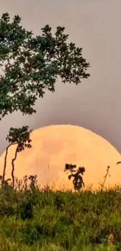 Full moon rising over grassy horizon with silhouetted trees.