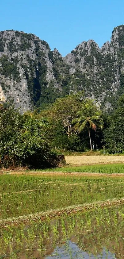 Lush rice fields with towering mountains under a blue sky.