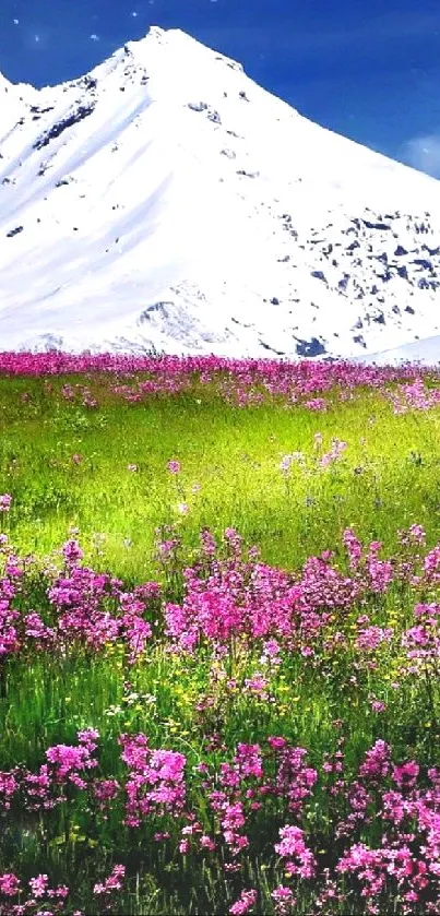 Pink flower meadow under snowy mountains with clear blue sky.