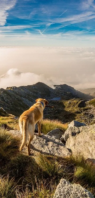 Dog on mountain overlooking scenic view at horizon.