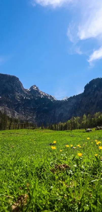 Mountain meadow under clear blue sky with vibrant wildflowers.