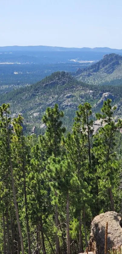 Lush green pine trees with scenic mountain view.