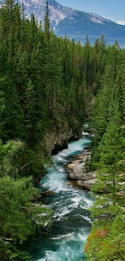 A picturesque view of a mountain river surrounded by a lush green forest.