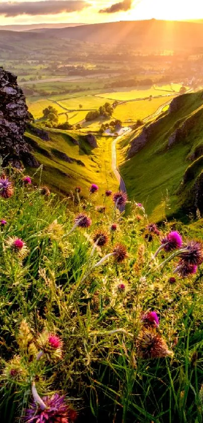 Stunning sunset over green hills with purple wildflowers in foreground.