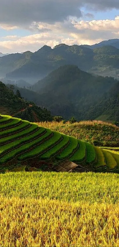 Mobile wallpaper of green mountain rice terraces.