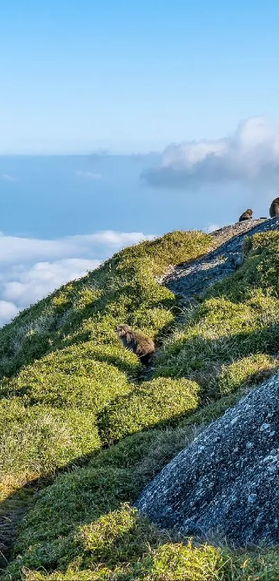 Scenic mountain view with lush green hills and a vibrant blue sky.