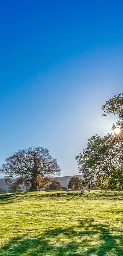 Blue sky and green field mobile wallpaper with sunlight streaming through trees.