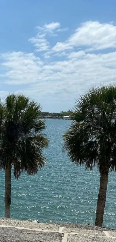 Calm ocean view with palm trees and blue sky wallpaper.