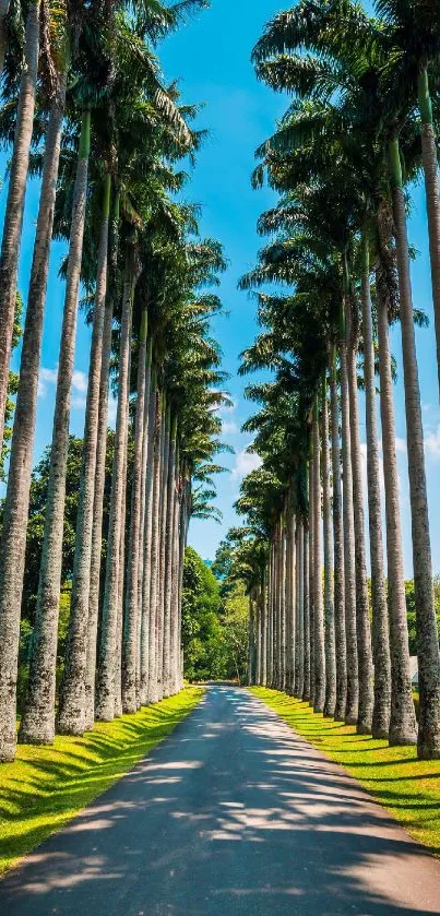 A beautiful avenue lined with tall palm trees under a clear blue sky.