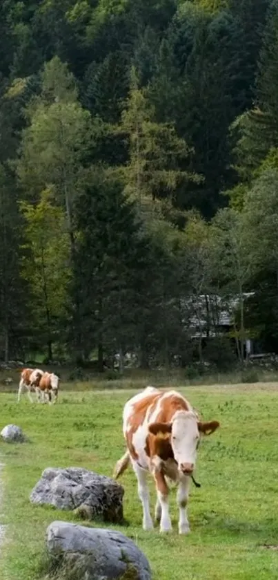 Cows grazing in a lush green pasture with a forest backdrop.