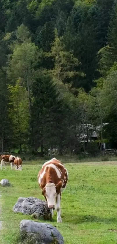 Cows grazing in a lush green pasture with forest background.