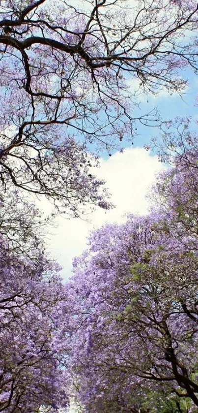 A scenic view of purple Jacaranda trees against a clear blue sky.