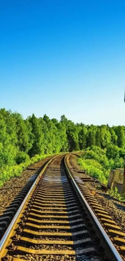 Railway tracks leading into lush green forest under clear blue sky.