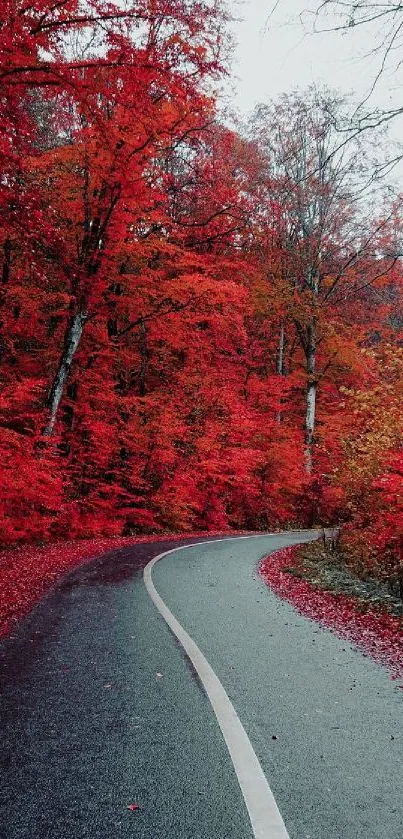 Winding pathway through a vibrant red autumn forest.