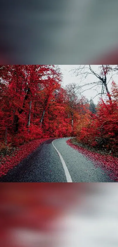 Winding road through vibrant red autumn forest.