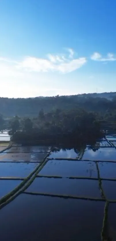 Scenic view of rice fields at dawn.