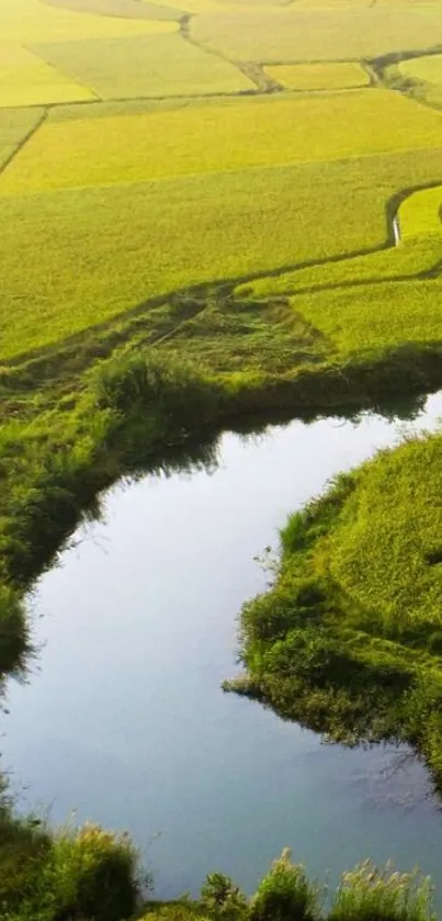 A vast green rice field with a calm blue water body.