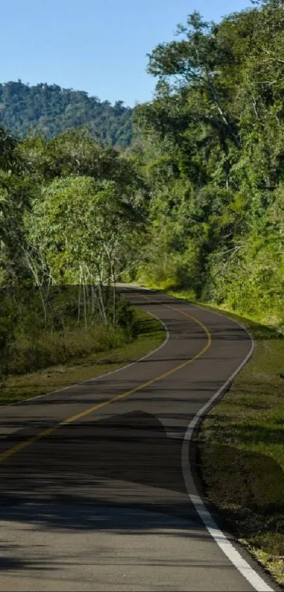 Scenic road winding through lush green forest.