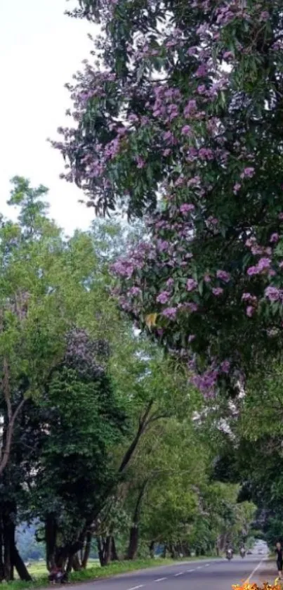 Scenic road lined with trees in bloom, featuring vibrant purple flowers.