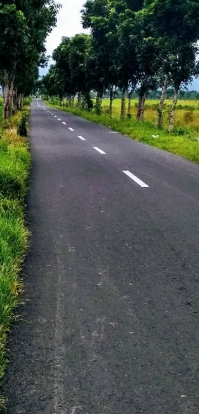 Scenic country road lined with trees and lush greenery.