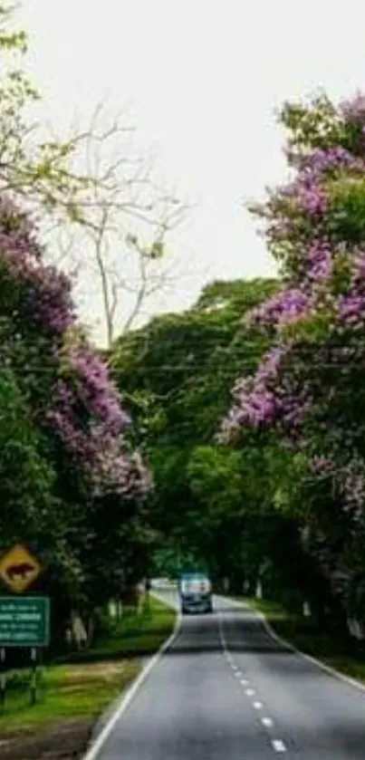 Serene road lined with purple flower trees.