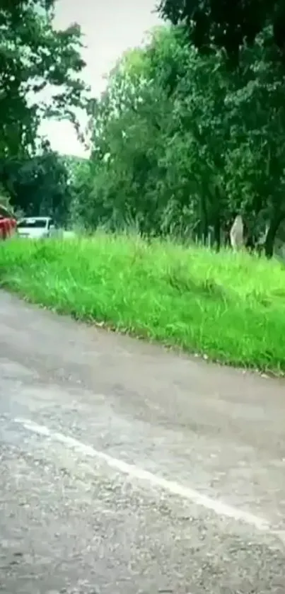 Serene forest and road with lush greenery in a tranquil setting.