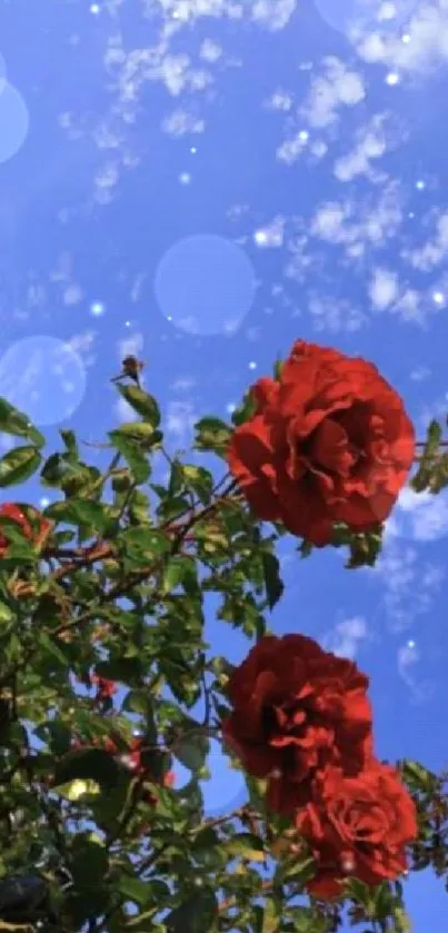 Mobile wallpaper of red roses under a clear blue sky.