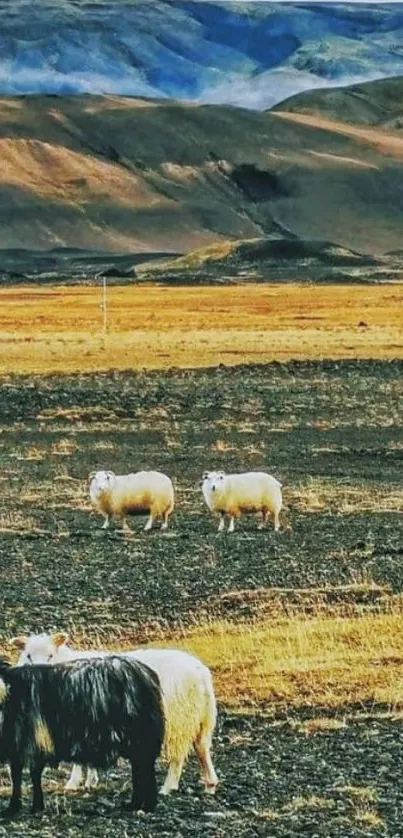 Wallpaper of sheep in a golden landscape under a blue sky.