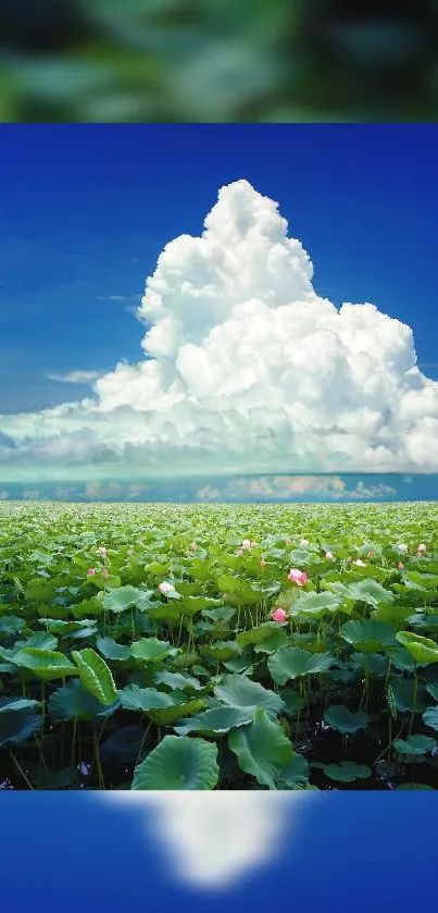 Green lotus field under a blue sky with white clouds.