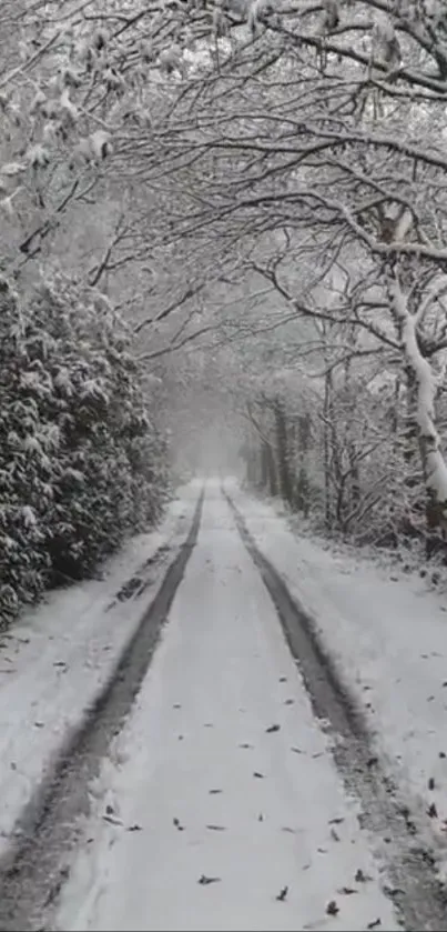 Snowy forest path with white winter scenery.